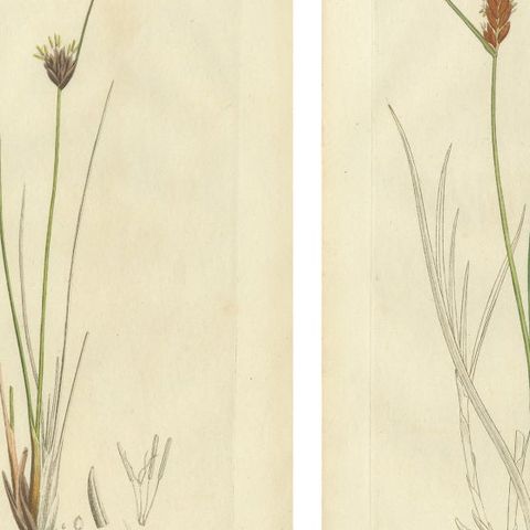 Set of 8 Antique Botanical Engravings of Sedges, Rushes and Wetland Plants, 1830, close-up 1