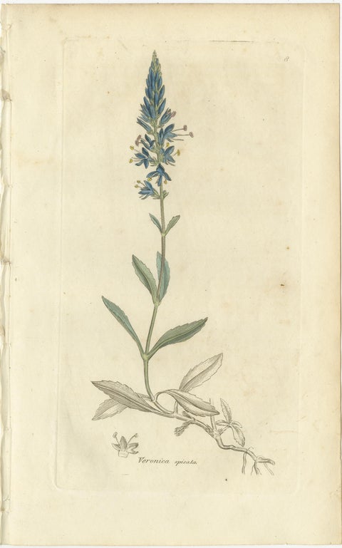 Eight Antique Botanical Plates: Glasswort, Horsetail, Privet & More, c.1830, view 9