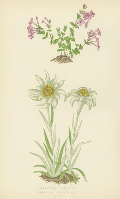 Alpine Botanical Lithograph Quartet: Micomeria, Edelweiss, Primula, and Arabis, close-up 1