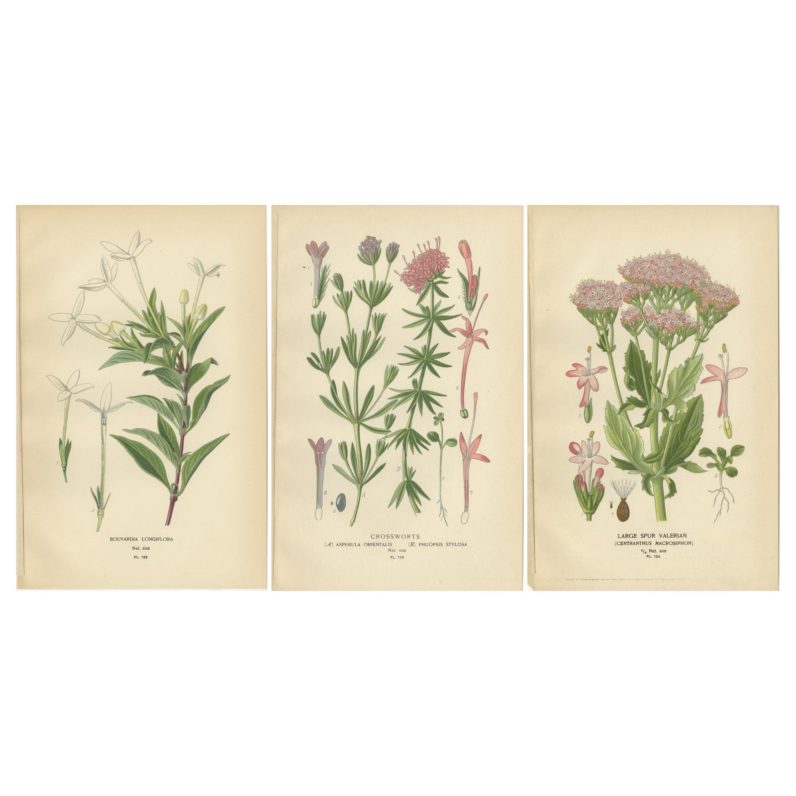 Antique Botanical Prints: Bouvardia Longiflora, Crossworts & Large Spur Valerian