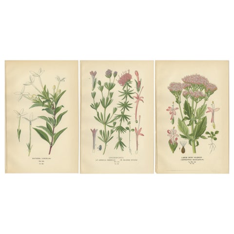 Antique Botanical Prints: Bouvardia Longiflora, Crossworts & Large Spur Valerian