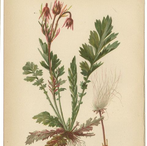 Native US Flora, Six Original Botanical Chromolithograps, 1879, close-up 1