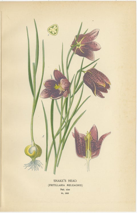 Showy Lily, Snake’s Head & Garden Tulip, Antique Flower Prints c.1897, view 4