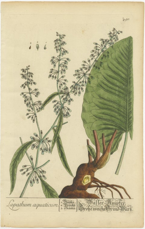 Antique Botanical Print of Rumex Aquaticus, view 2