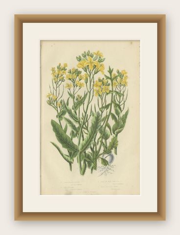 Antique Botany Print of Common Wild Navew, c.1860, shown framed