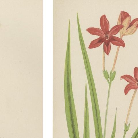 Alpine Botanical Lithograph Pair of Anomatheca and Saxifrage, 1874, close-up 3