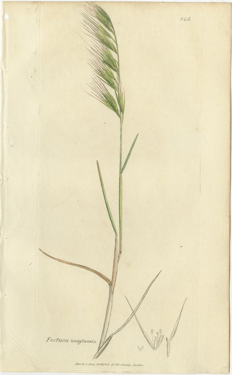 Set of 8 Antique Botanical Engravings of Festuca & Brome Grasses, c.1830, view 2