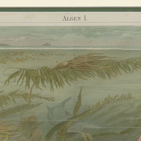 Antique Print of Various Algae by Meyer 'c.1895', close-up 1