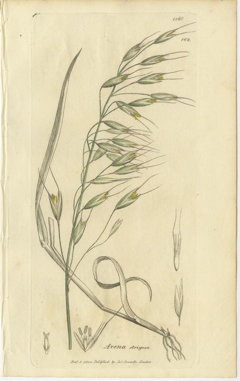 Set of 8 Antique Botanical Engravings of Avena, Arundo & Meadow Grasses, c.1830, view 3