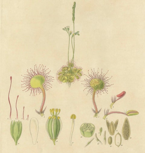 The Delicate Predator: Botanical Illustrations of Drosera, 1777, close-up 2