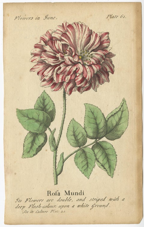 Antique Print of the Mountain Lily and Rosa Mundi, 1747, view 4
