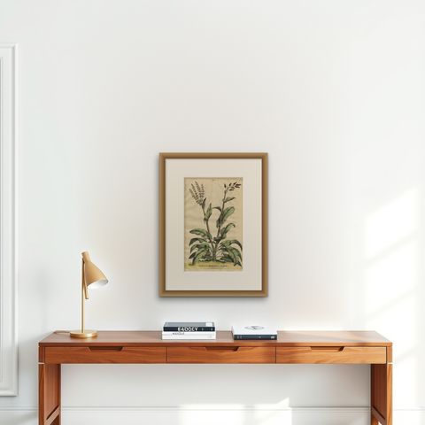 Botanical Illustration of Large Spanish Sorrel (Acetosa Hispanica Maxima), 1696, shown framed on a wall, true to size