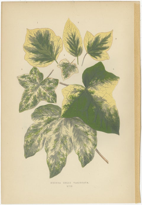 Set of 6 Botany Prints, Alocasia Metallica, Echites Nutans (1891), view 4