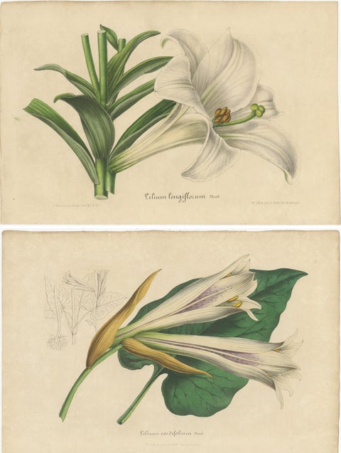 Set of 2 Antique Botany Prints of the Easter Lily and Heart-Leaved Lily '1847', view 4