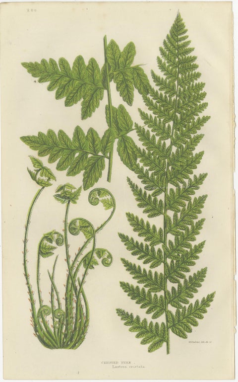 European Quillwort and Creeping Pillwort, Botanical Triptych, 1873, view 2