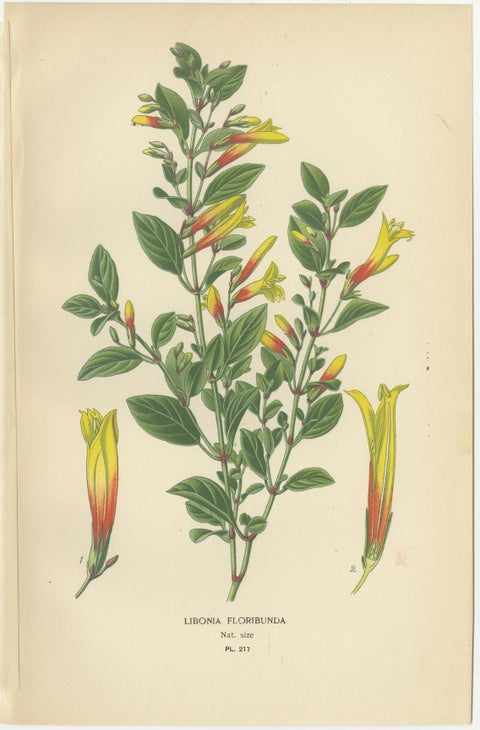 1897 Vibrant Botanical Prints, Libonia, Myoporum, Lantana, Vervain and Verbena, view 2
