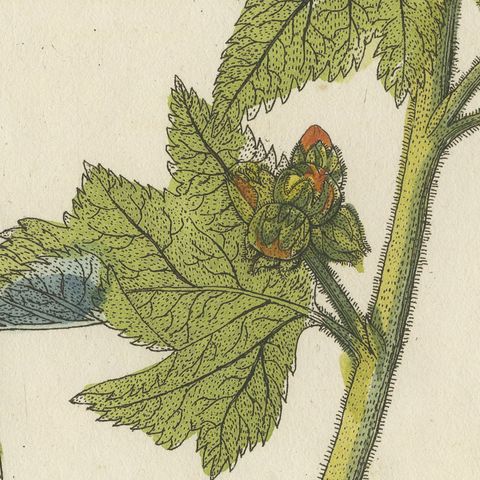 Marshmallow and Wormwood Medicinal Herbs, Antique Bertuch Print, circa 1812, close-up 4