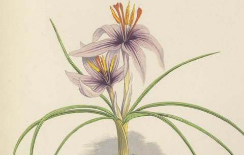 Moss Phlox and Greek Saffron Crocus hand coloured botanical print 1874, close-up 4