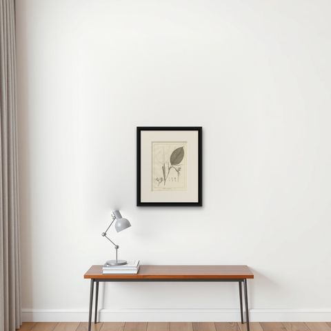 Antique Print of a Thalia Plant Species by Symes '1800', shown framed on a wall, true to size