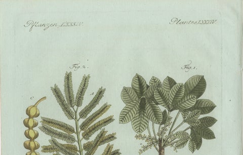 Original Antique Botanical Print of Manna Ash and Sarsaparilla by Bertuch, 1805, close-up 4