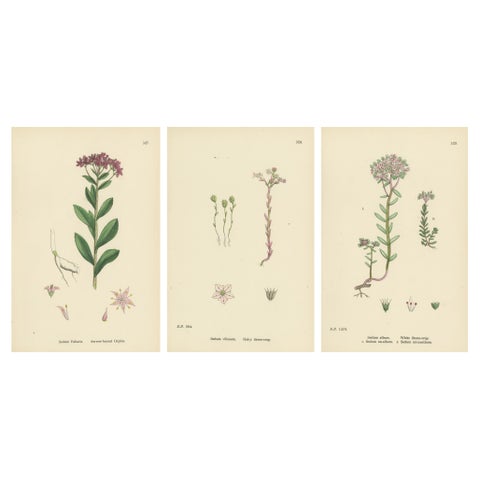 Hand-Colored Botanical Engravings of Narrow-Leaved Orpine and Stone-Crops, 1902