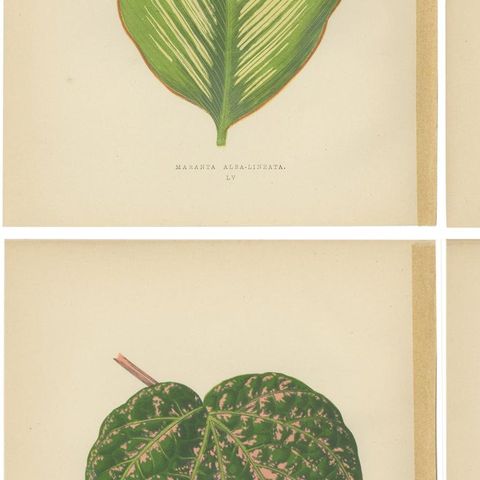 Set of 6 Botany Prints, Alocasia Metallica, Echites Nutans (1891), close-up 2