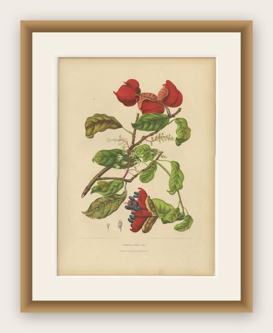Original Antique Botanical Chromolithograph of Chinese Sterculia, c. 1880, shown framed