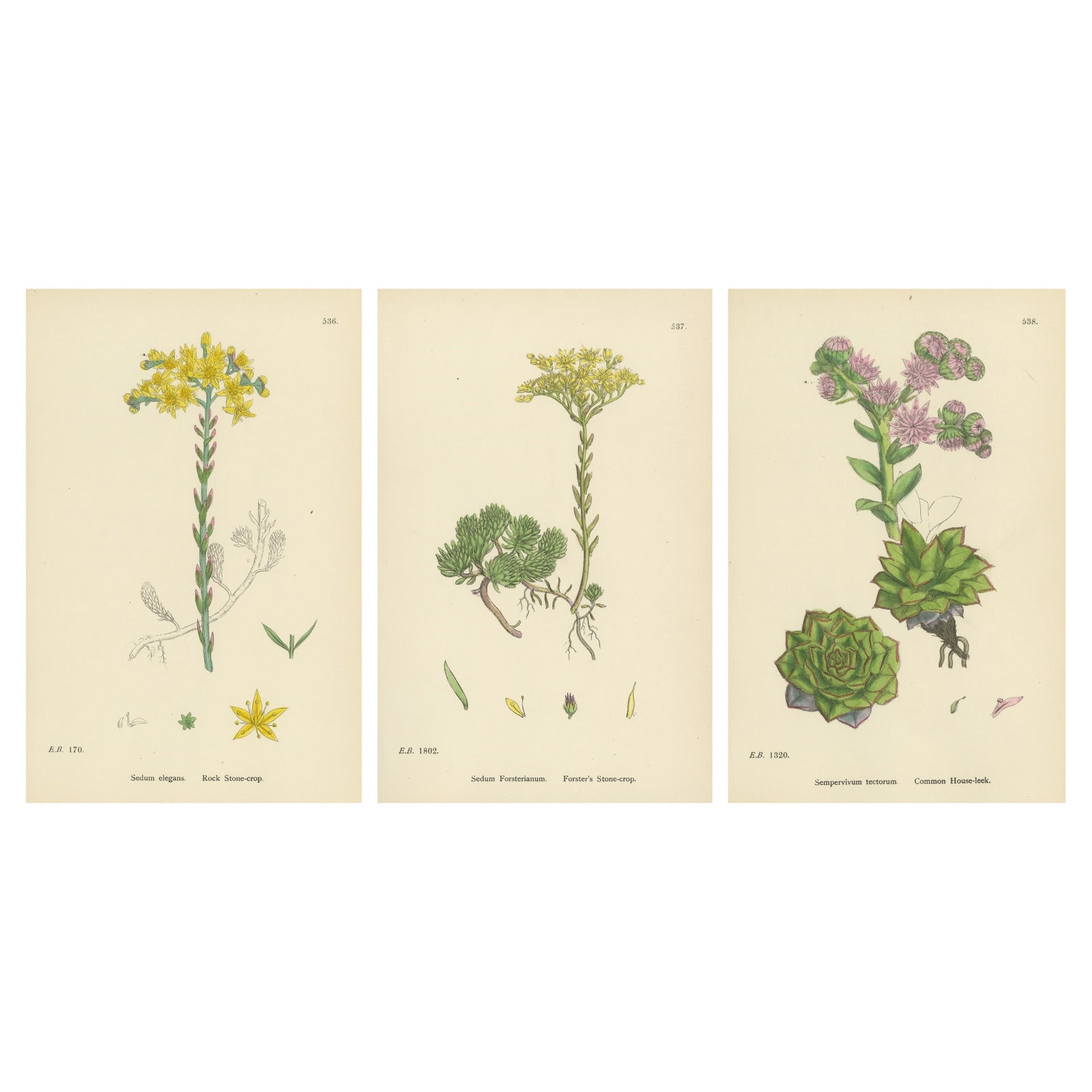 Botanical Engravings of Rock and Forster’s Stone-Crop with House-Leek, 1902