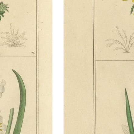 Antique Floral Engravings by B. Maund from The Botanic Garden 1836, close-up 2