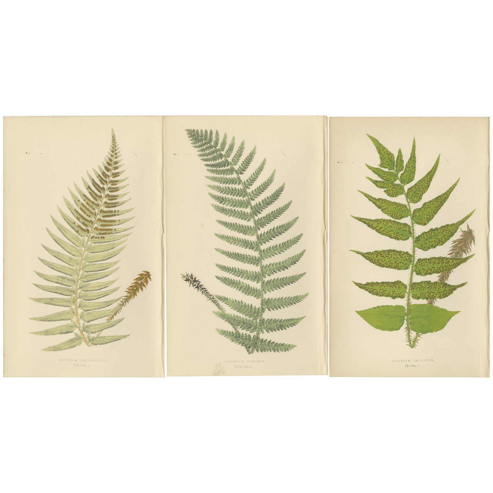 Antique Hand-Colored Fern Prints, Aspidium Species, 19th Century Botanical Art