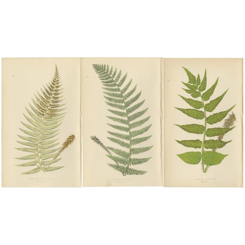 Antique Hand-Colored Fern Prints, Aspidium Species, 19th Century Botanical Art