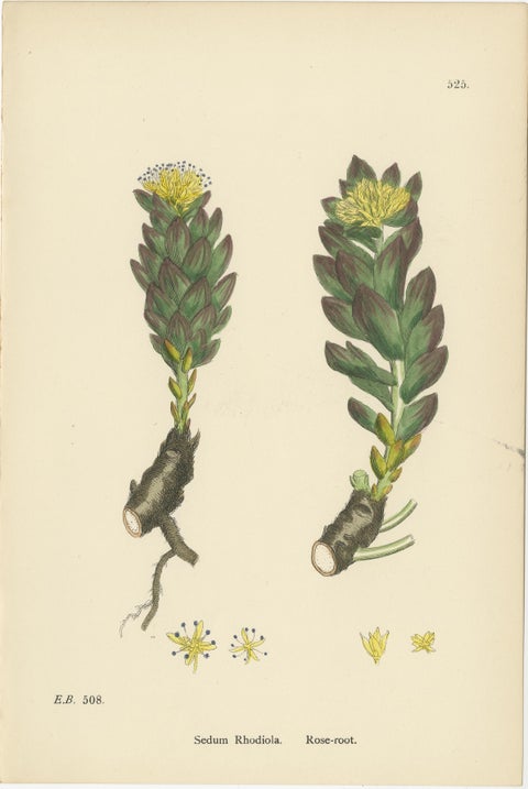Botanical Engravings of Mossy Tillaea, Rose-root, and Broad-leaved Orpine, 1902, view 3