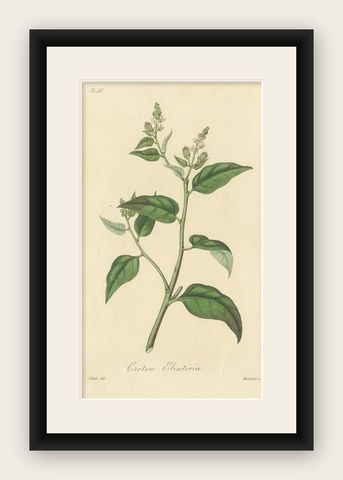 Antique Botanical Print of Cascarilla Tree, Handcolored, 1831, shown framed