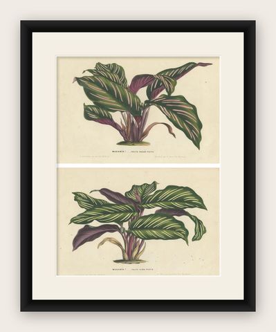 Set of 2 Antique Botany Prints of Maranta Plant Species by Van Houtte, '1848', shown framed