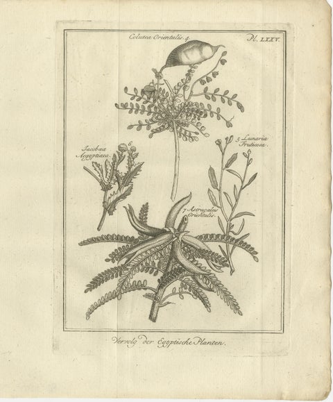 Egyptian Plants, Botanical Studies of Flora from Egypt, c.1776, view 4
