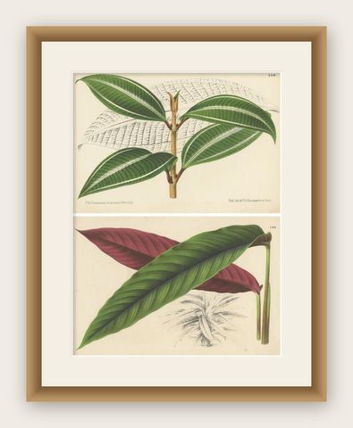 Set of 2 Antique Botany Prints, Miconia, Calathea '1873', shown framed