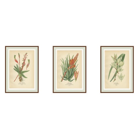 Antique Botanical Lithographs, Gasteria, Aloe & Yucca, 1897