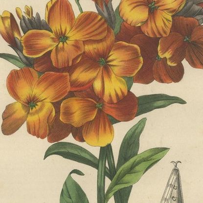 Floral Elegance: A Collection of Hand-Colored Engravings from 1845, close-up 2