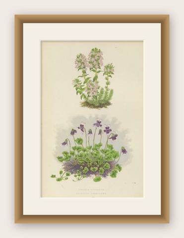 Striped Thyme and Kidneywort Violet, Hand-Coloured Botanical Print, 1874, shown framed