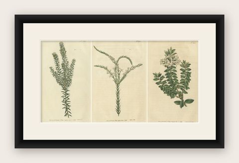 Set of 3 Antique Botany Prints, Struthiola, Speedwell, Phylica, shown framed