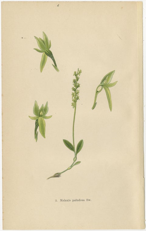 Alpine to Woodland: The Orchid Spectrum of 1904 in Antique Prints, view 5