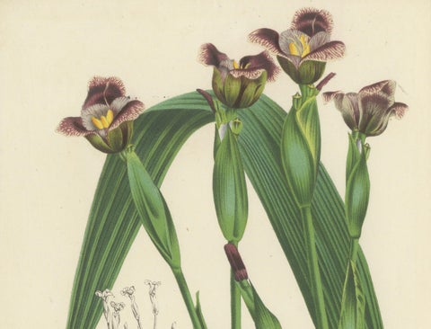 Van Houtte's Tigridia Botanical Illustration by Louis van Houtte, 19th Century, close-up 2
