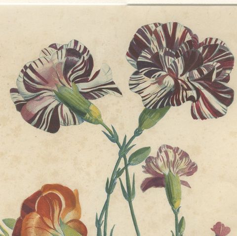 Antique Botanical Print of Carnations by Jean-Louis Prévost, 1805, close-up 5