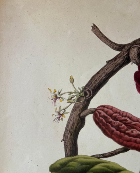 Theobroma Cacao, Cocoa Tree Botanical Lithograph c.1863, view 8
