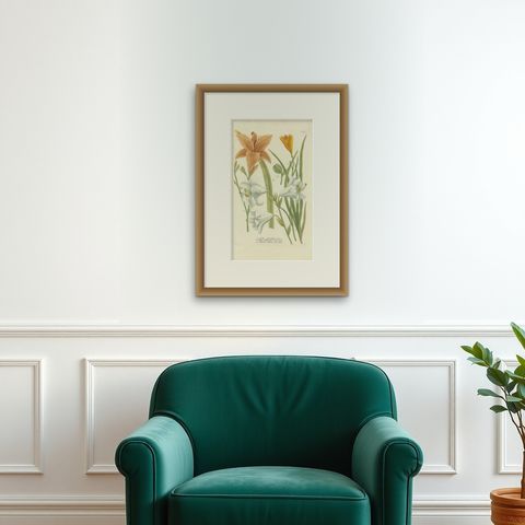Hand-colored Mezzotint Engraving of a Lily from Johann Weinmann's Work, 1748, shown framed on a wall, true to size
