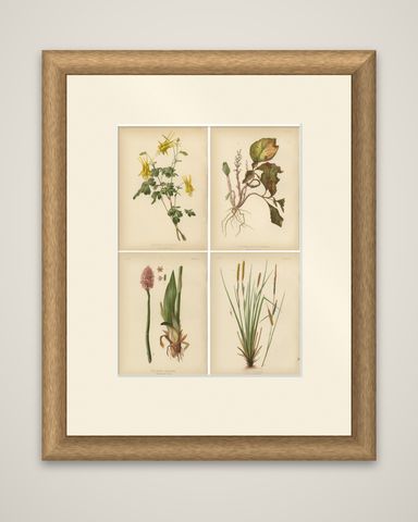 Native US Flora, Four Original Botanical Chromolithograps, 1879, shown framed