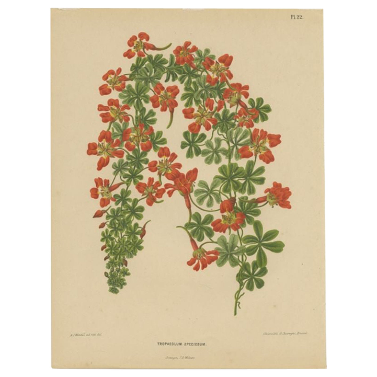 Antique Print of the Tropaeolum Speciosum by Severeyns, 1879