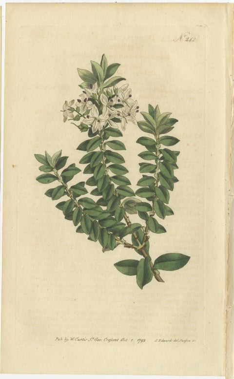 Set of 3 Antique Botany Prints, Struthiola, Speedwell, Phylica, view 4