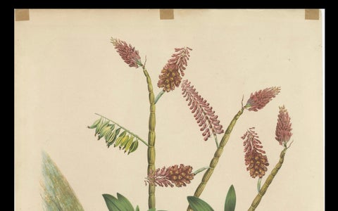Orchid Splendor: Big Chromolithographic Legacy from the Dutch East Indies, 1854, close-up 6