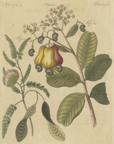 Cashew Apple and Nut with Acacia, Antique Bertuch Print, circa 1805